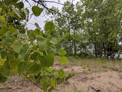 Populus deltoides deltoides