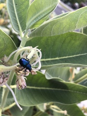 Chrysochus cobaltinus