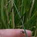 Juncus balticus ater - Photo (c) David Greenberger, some rights reserved (CC BY-NC-ND), uploaded by David Greenberger