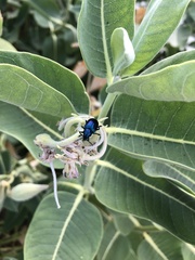 Chrysochus cobaltinus