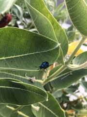 Chrysochus cobaltinus