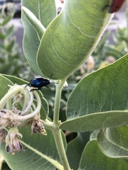 Chrysochus cobaltinus