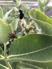 Chrysochus cobaltinus