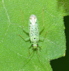 Ilnacora illini
