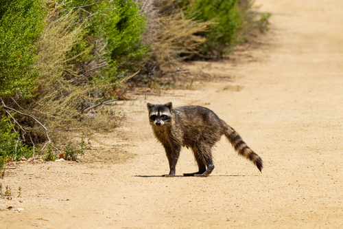 iNaturalist observation photo of Common Raccoon