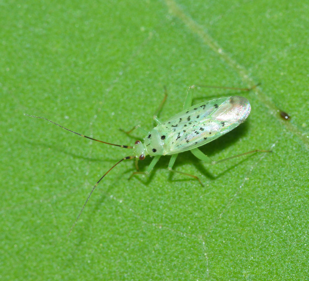 Ilnacora illini