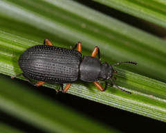 Haplandrus fulvipes