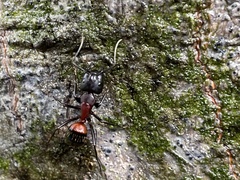 Camponotus obscuripes