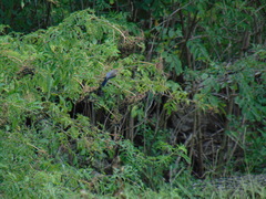 Sialia sialis