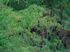 Sialia sialis
