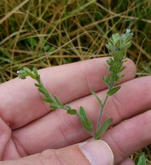 Lappula redowskii redowskii