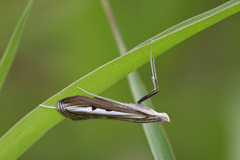 Euclasta maceratalis