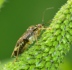Lygus plagiatus