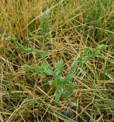 Lappula redowskii redowskii