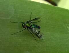 Condylostylus occidentalis