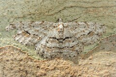 Didymoctenia exsuperata