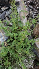 Scrophularia desertorum