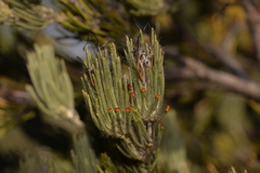 Adenanthos cygnorum