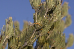 Adenanthos cygnorum
