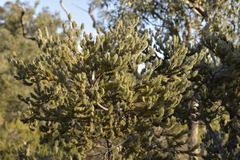 Adenanthos cygnorum