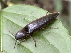 Orthostethus sieboldi