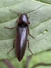 Orthostethus sieboldi