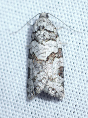 Argyrotaenia provana