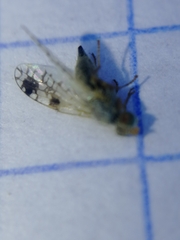 Tephritis angustipennis