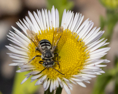 Triepeolus paenepectoralis