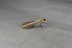 Euclasta maceratalis