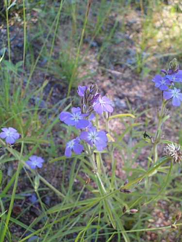 Buchnera longespicata image