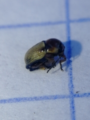 Cryptocephalus pygmaeus