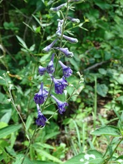 Delphinium exaltatum