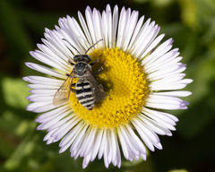 Triepeolus paenepectoralis