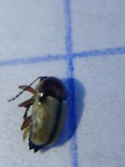 Cryptocephalus pygmaeus