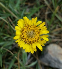 Pyrrocoma apargioides