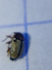 Cryptocephalus pygmaeus