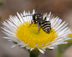 Triepeolus paenepectoralis