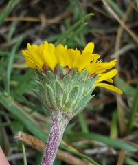 Pyrrocoma apargioides