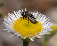 Triepeolus paenepectoralis