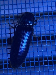 Hemicrepidius nemnonius