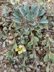 Physaria kingii kingii