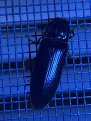 Hemicrepidius nemnonius