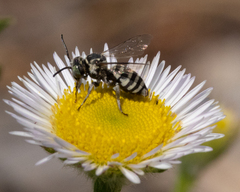 Triepeolus paenepectoralis