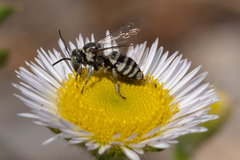 Triepeolus paenepectoralis