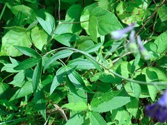 Delphinium exaltatum