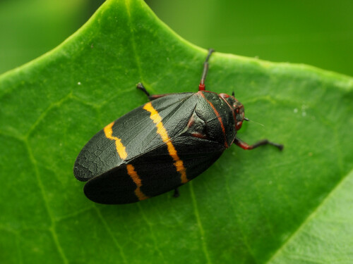 Two-lined Spittlebug