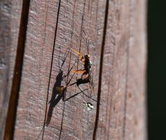 Xoridinae