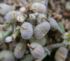 Physaria kingii kingii