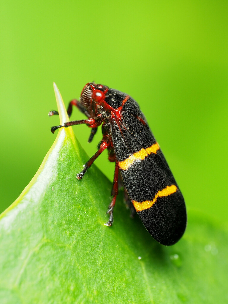 Twolined spittlebug